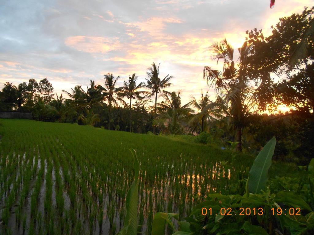 Villa Jasmine B&B Ubud  Room photo